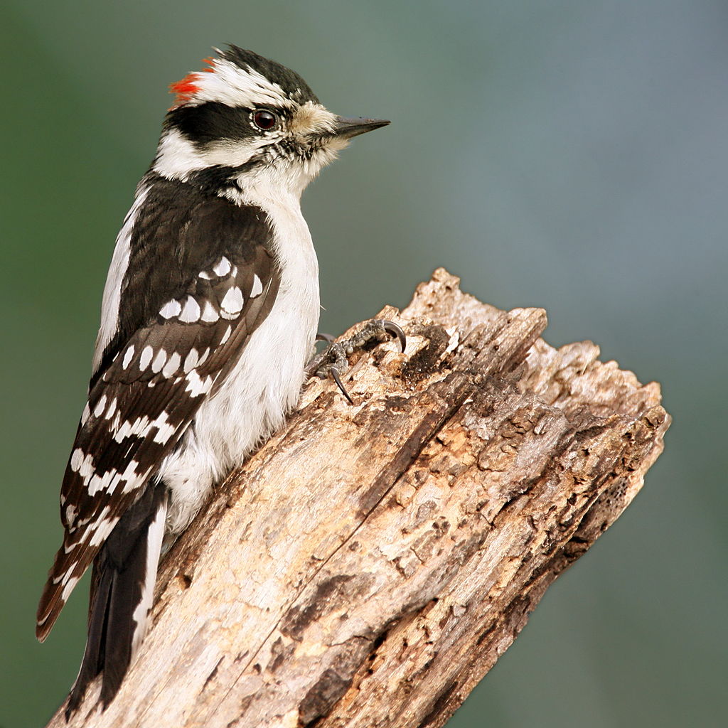 Why Are Woodpeckers Pecking My House And Trees?